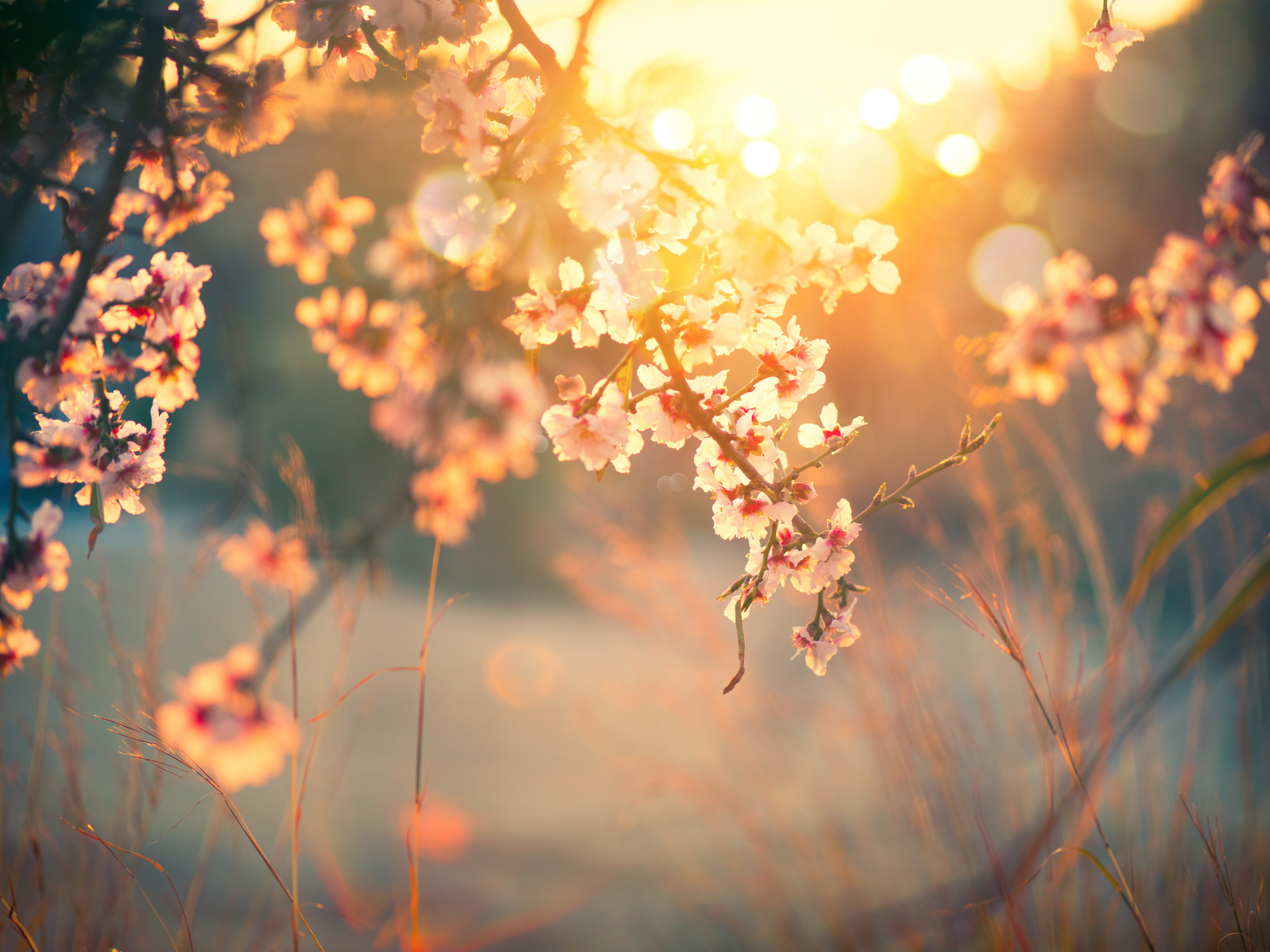 Sun shining through a flowering tree